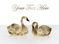 Gold and Black Swans on White Background